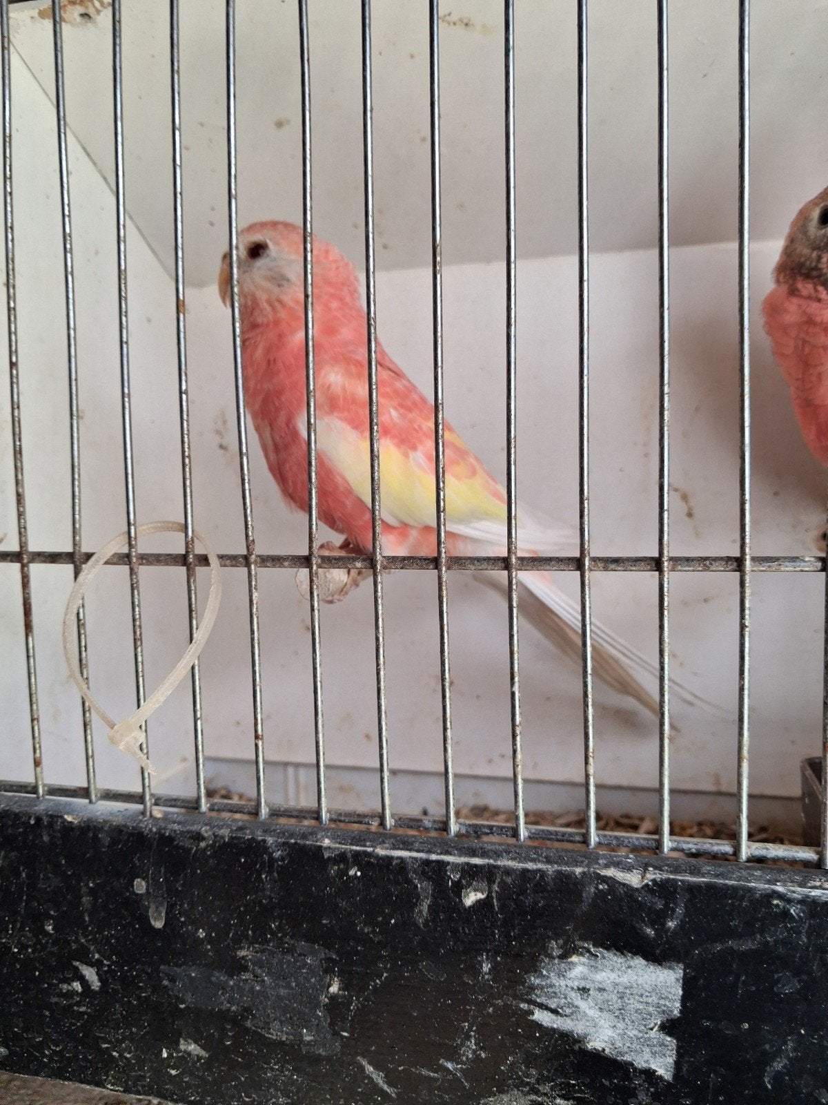 bourkens, Dieren en Toebehoren