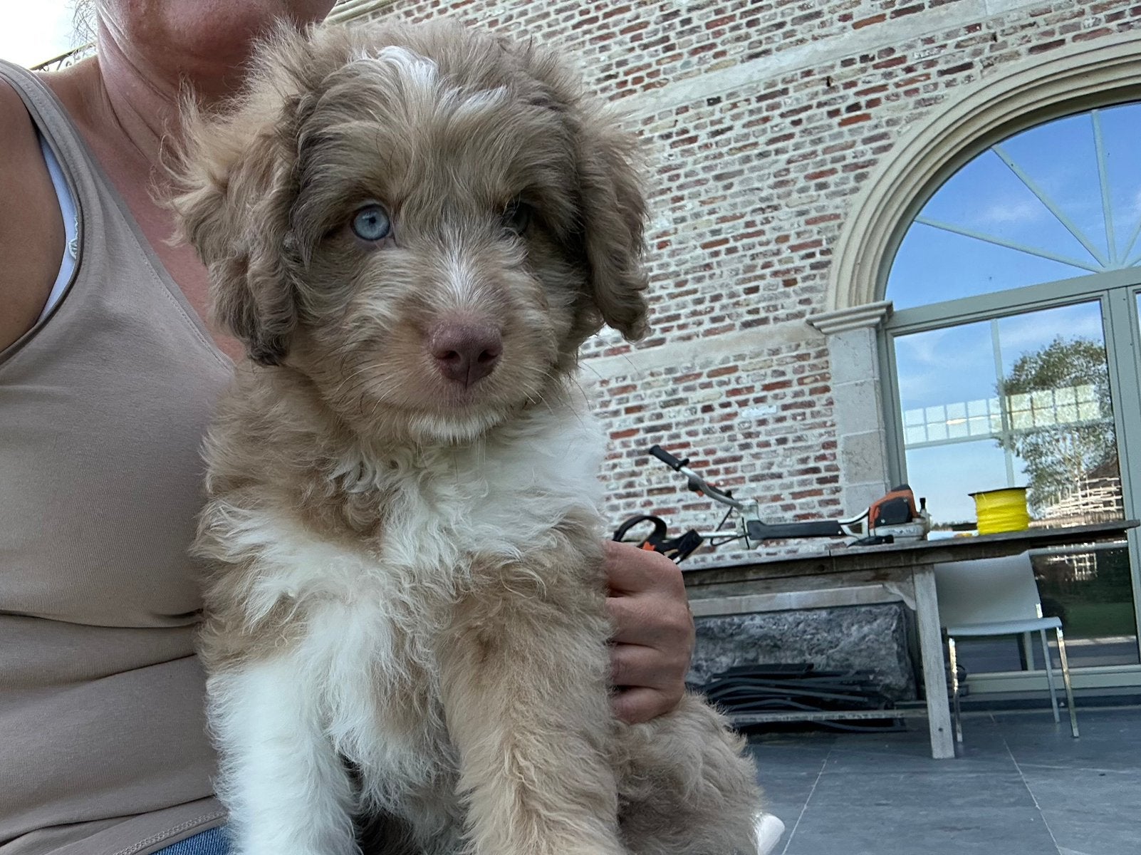 Mini Aussiedoodle reu (red merle), Chien (mâle), Plusieurs, Hépatite contagieuse (maladie de Rubarth), Belgique