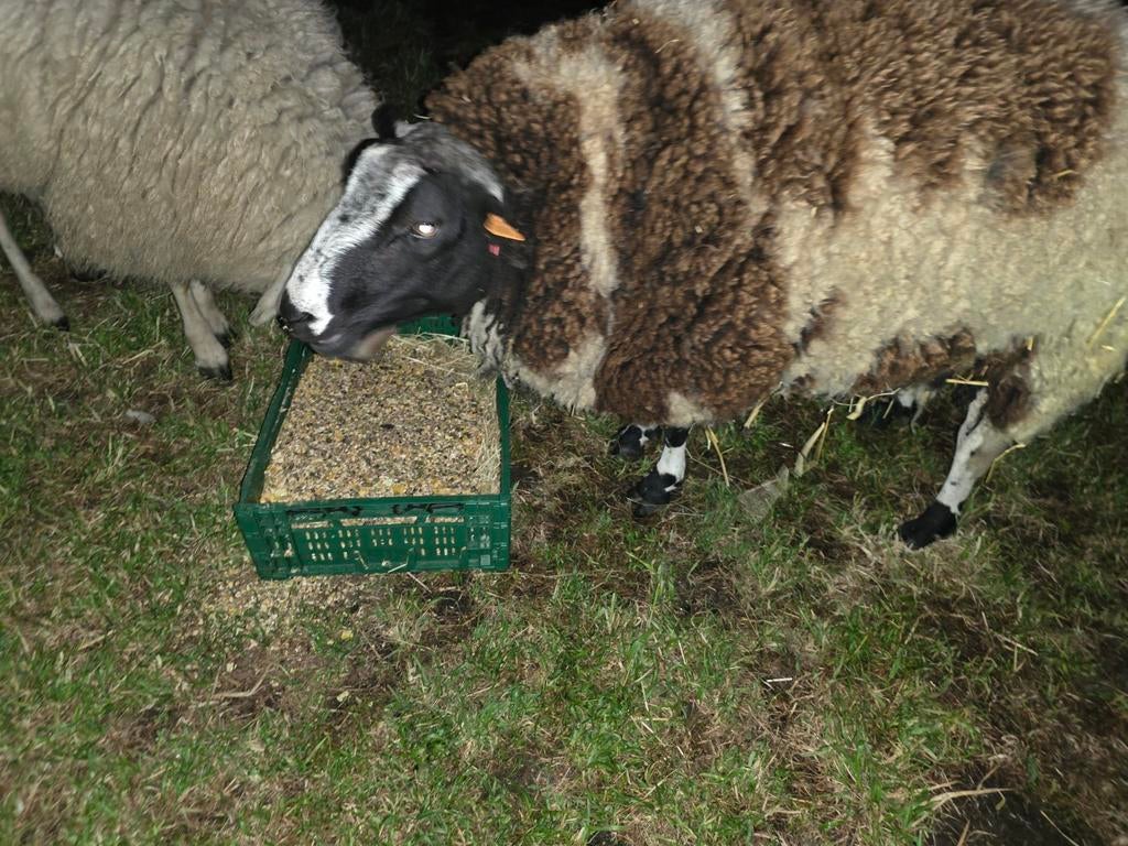 Mooie bok, Dieren en Toebehoren, Schapen, Geiten en Varkens