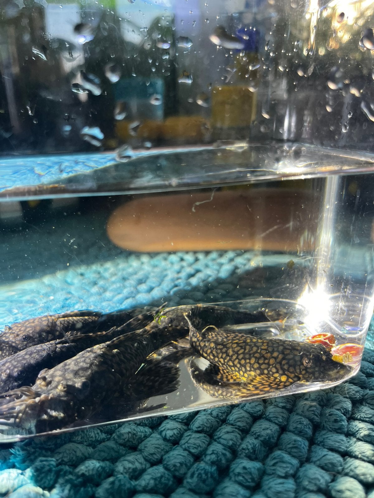 Ancistruss 5 stuks  2 mannen 3 vrouwtjes 100€, Dieren en Toebehoren, Vissen | Aquariumvissen