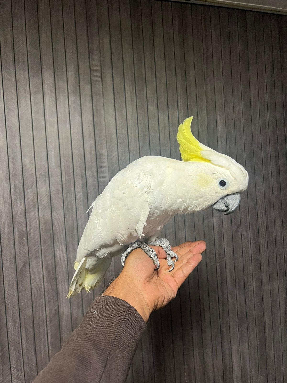 Tamme Triton kaketoe, Vrouwelijk, Papegaai, Pratend