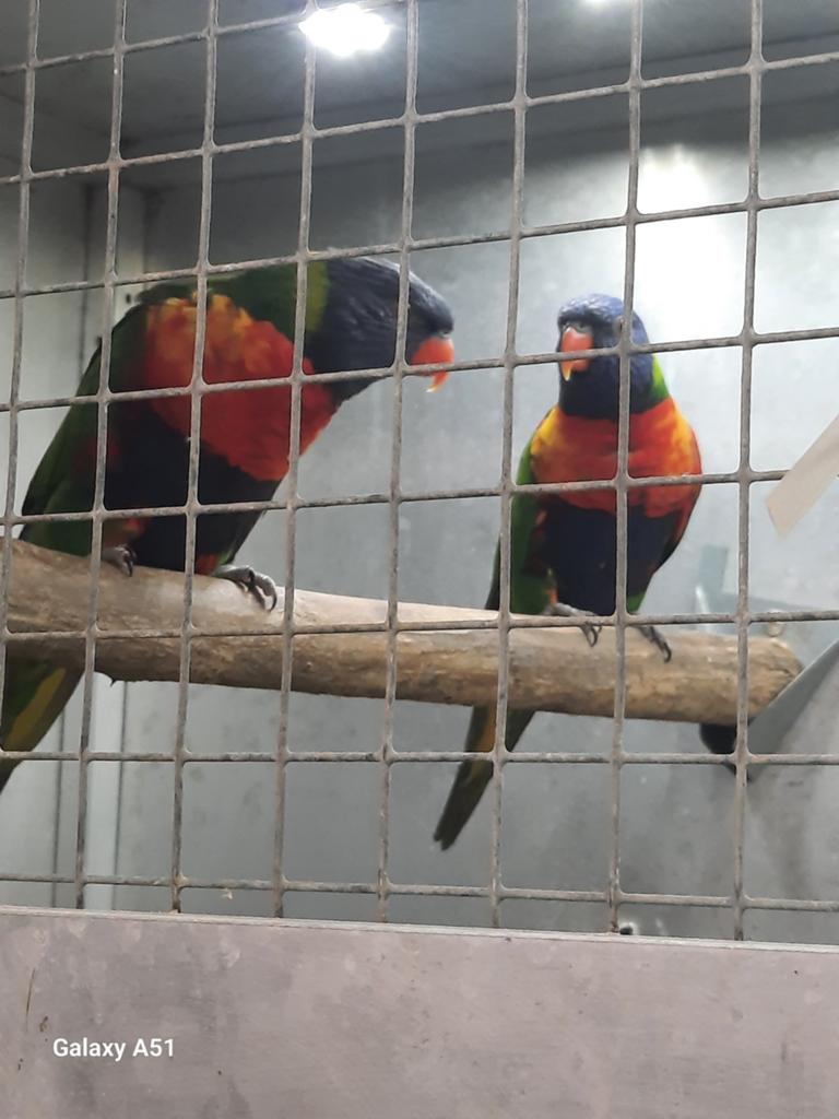 Lori van de blauwe bergen, Dieren en Toebehoren