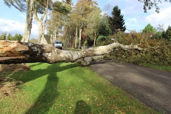 Gezocht : Stormschade of bomen om te vellen., Enlèvement, Neuf