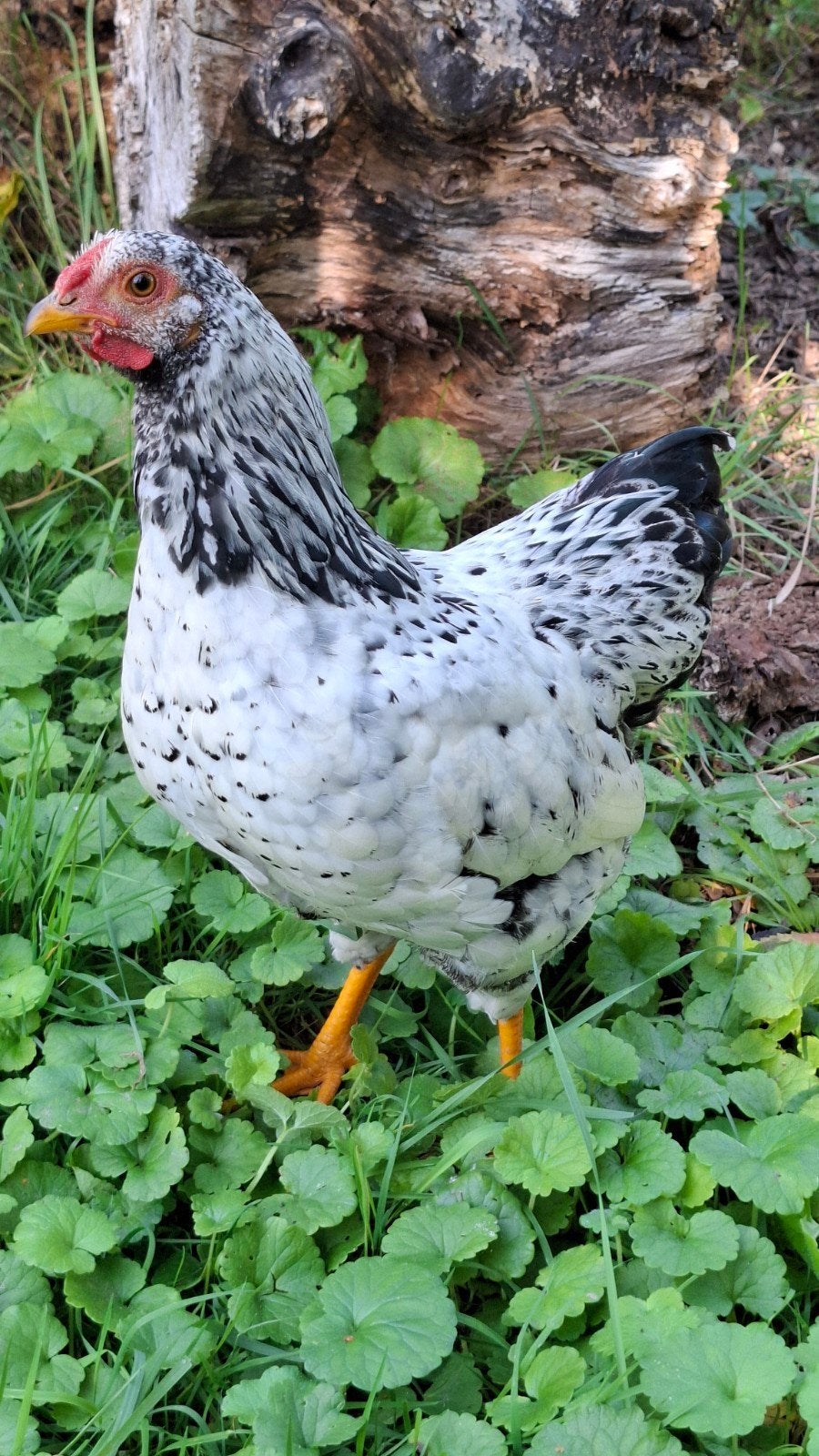 Wyandotte krielhaan, Dieren en Toebehoren, Mannelijk, Kip