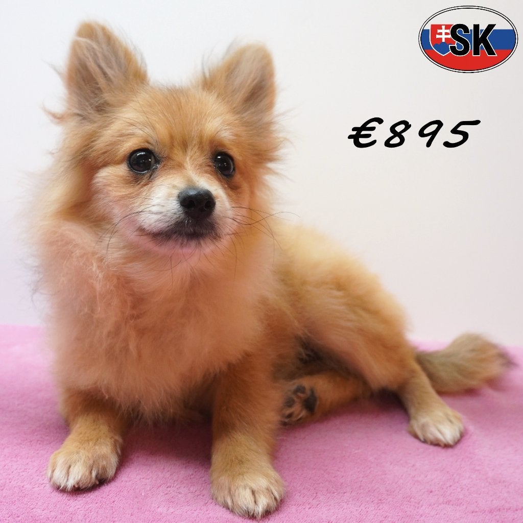 Kleine Kezen - pups te  koop, Dieren en Toebehoren, 15 weken tot 1 jaar, Buitenland, CDV (hondenziekte), Meerdere