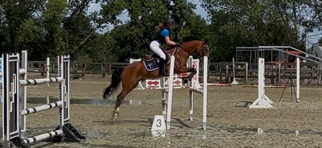 D pony te koop, Dieren en Toebehoren, Pony's, Ruin, L, D pony (1.37m tot 1.48m), Springpony, 11 jaar of ouder, Met stamboom, Gechipt