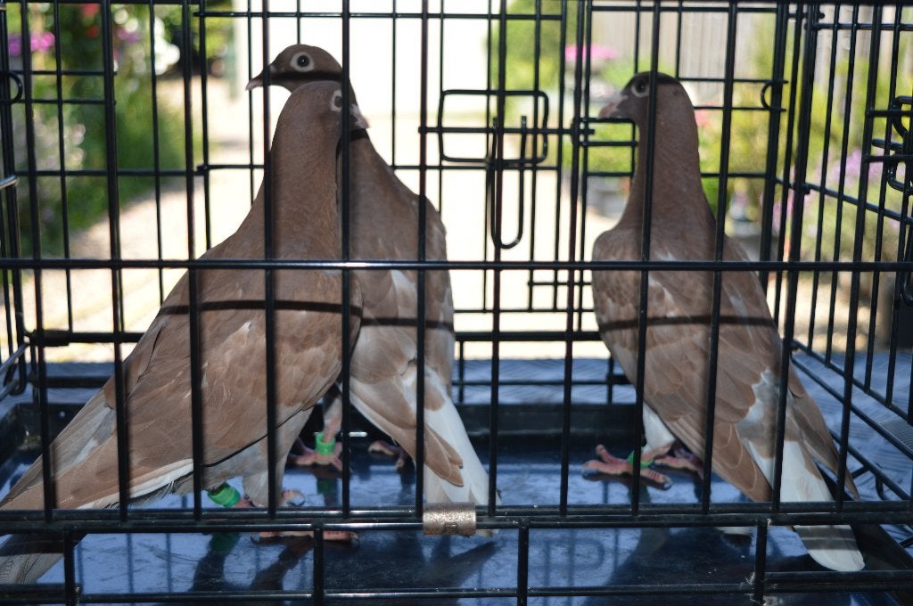 kleurpostduiven, Dieren en Toebehoren, Vogels | Duiven, Postduif