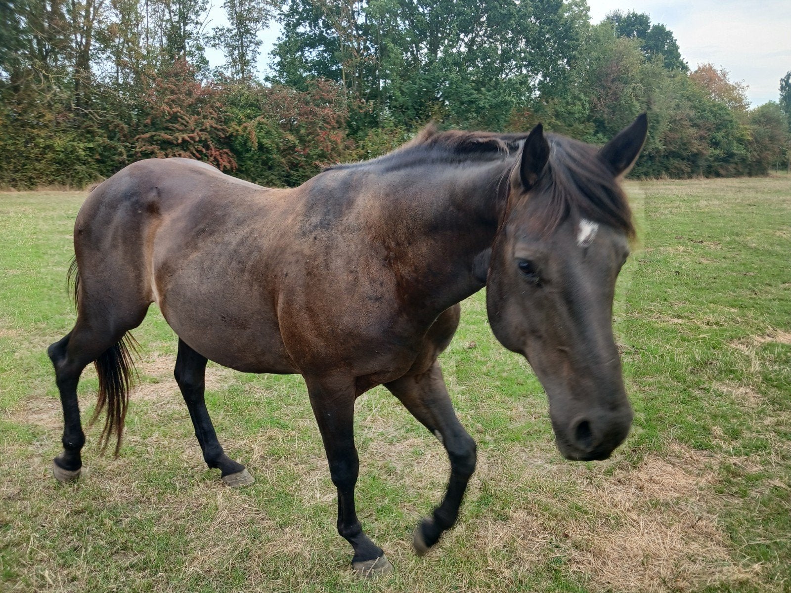Smokey black appaloosa hengst, Dieren en Toebehoren, Paarden, Minder dan 160 cm, Hengst, 3 tot 6 jaar, Gechipt