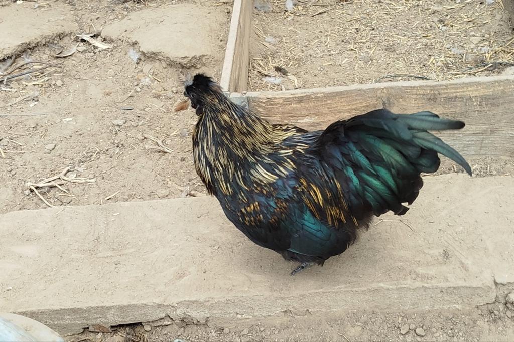 Kruising aya chemani haan, Dieren en Toebehoren, Pluimvee, Mannelijk, Kip