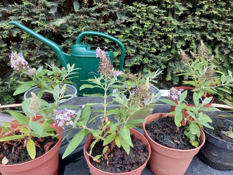 vlinderstruik kleinblijvend, Tuin en Terras, Planten | Tuinplanten, Volle zon, Vaste plant, Zomer, Ophalen