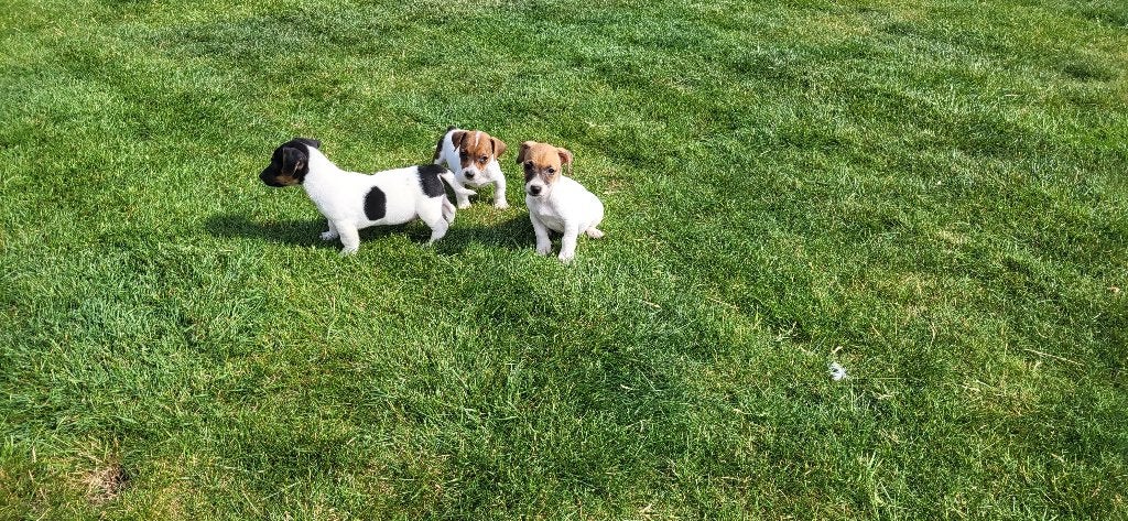 Jack Russel pups, Dieren en Toebehoren, Honden | Jack Russells en Terriërs, Meerdere dieren, Jack Russell Terriër, Fokker | Professioneel