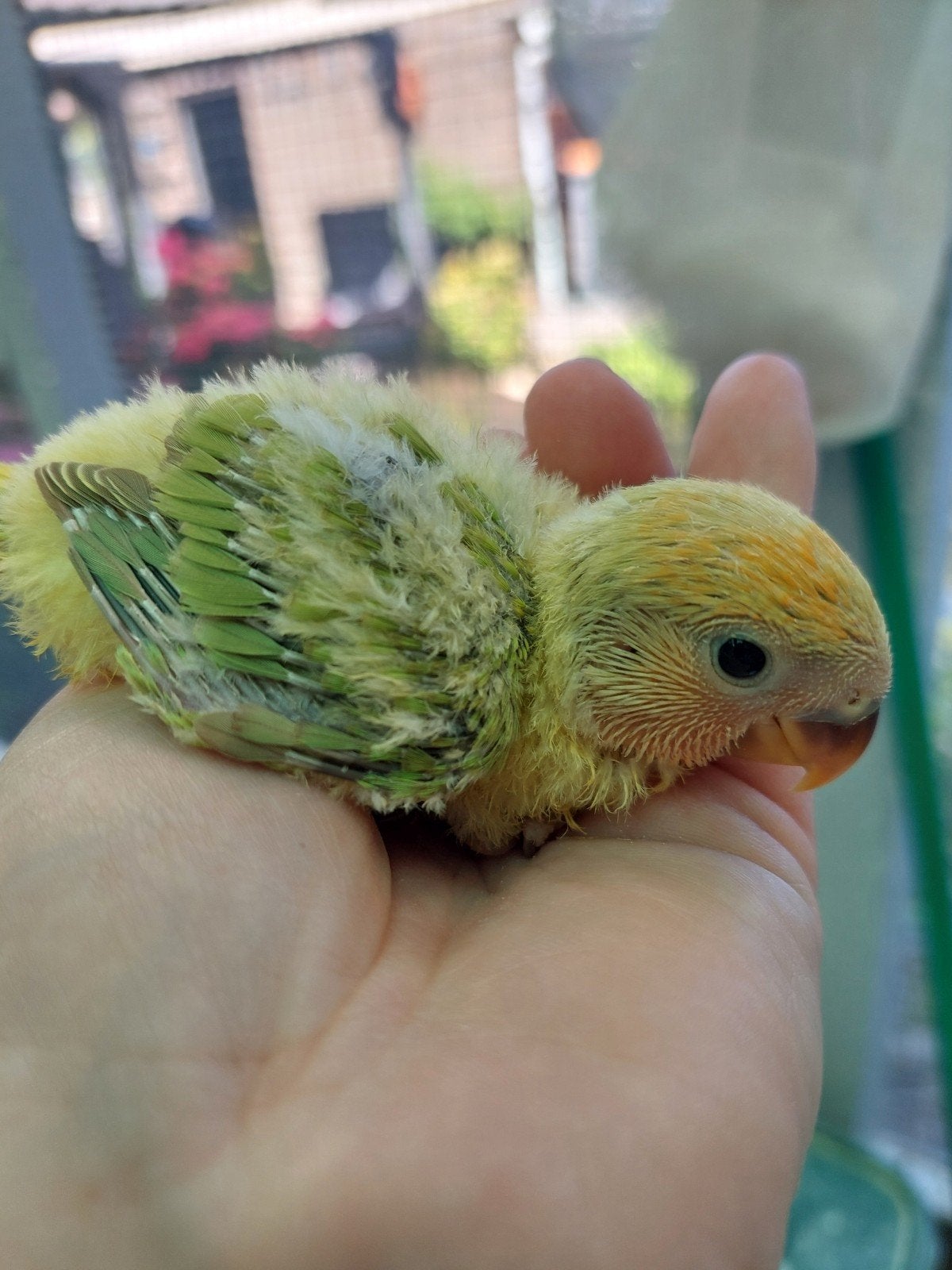 Agapornis roseicollie baby handtam, Dieren en Toebehoren, Vogels | Parkieten en Papegaaien, Geringd