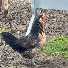Brabantse hoender toompjes, Dieren en Toebehoren, Pluimvee