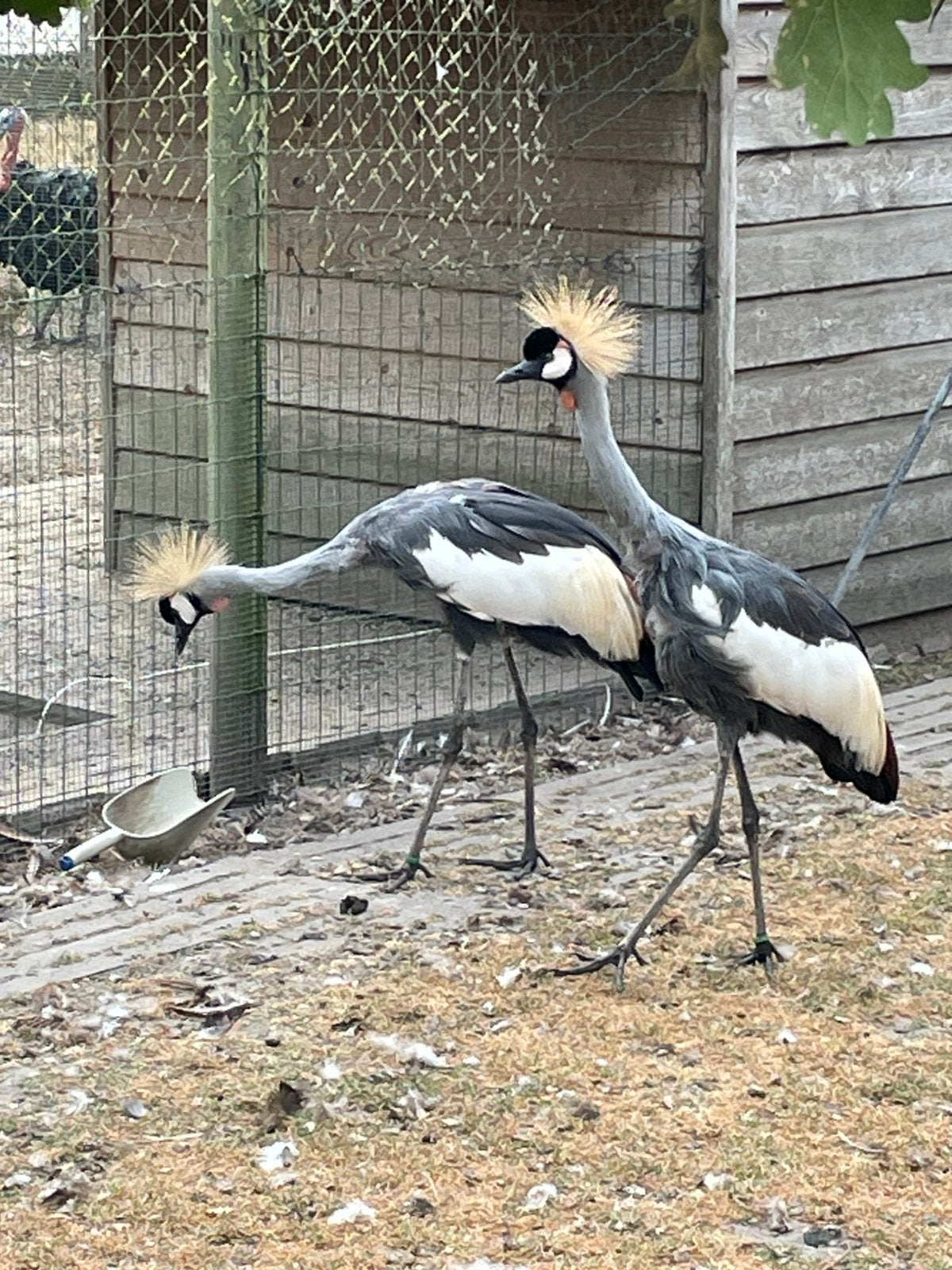 Grijze kroonkraanvogels, Meerdere dieren, Geringd