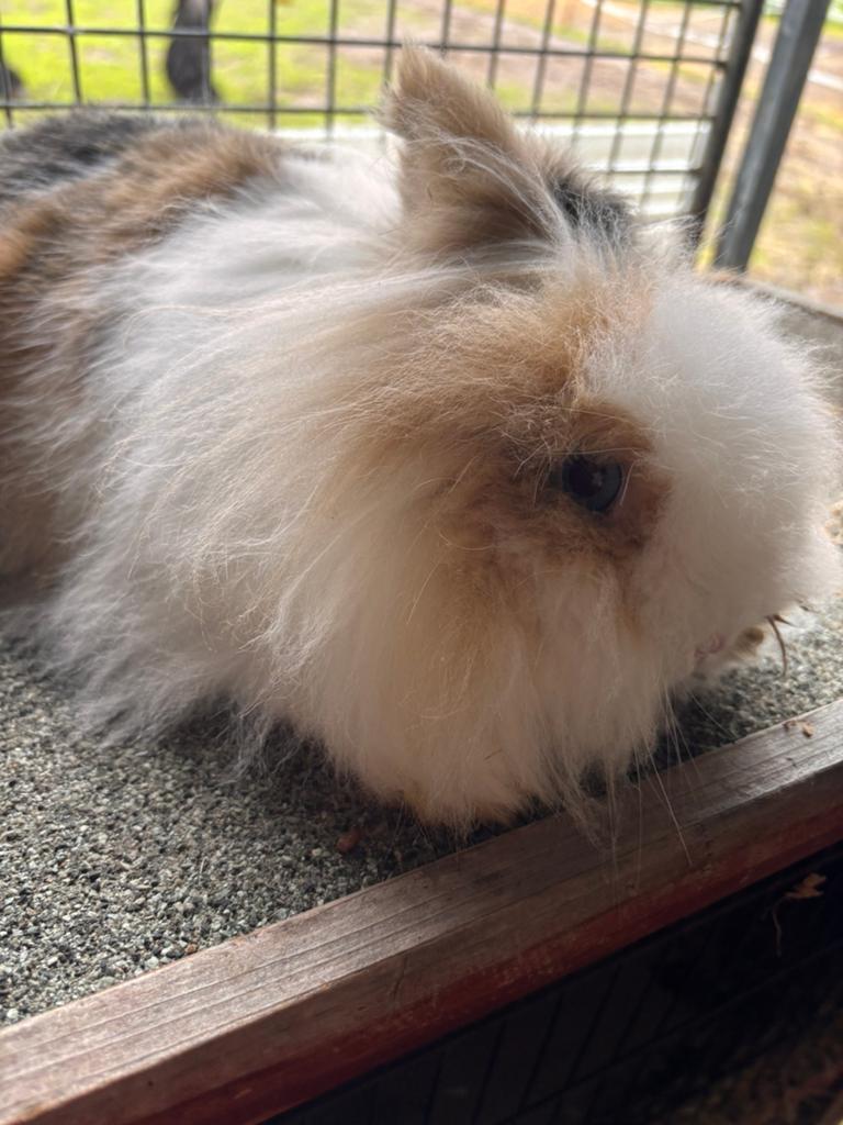 Voedster, Vrouwelijk, Klein, 3 tot 5 jaar