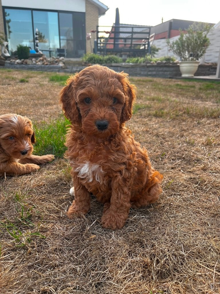 Prachtig particulier nestje medium labradoodles, Animaux & Accessoires, Maladie de Carré (chiens), Particulier, Autres races, 8 à 15 semaines