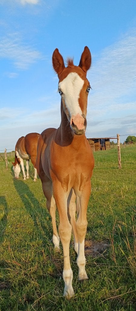 Quarter merrie veulen, Dieren en Toebehoren, Paarden, Merrie, Minder dan 160 cm, Met stamboom, 0 tot 2 jaar