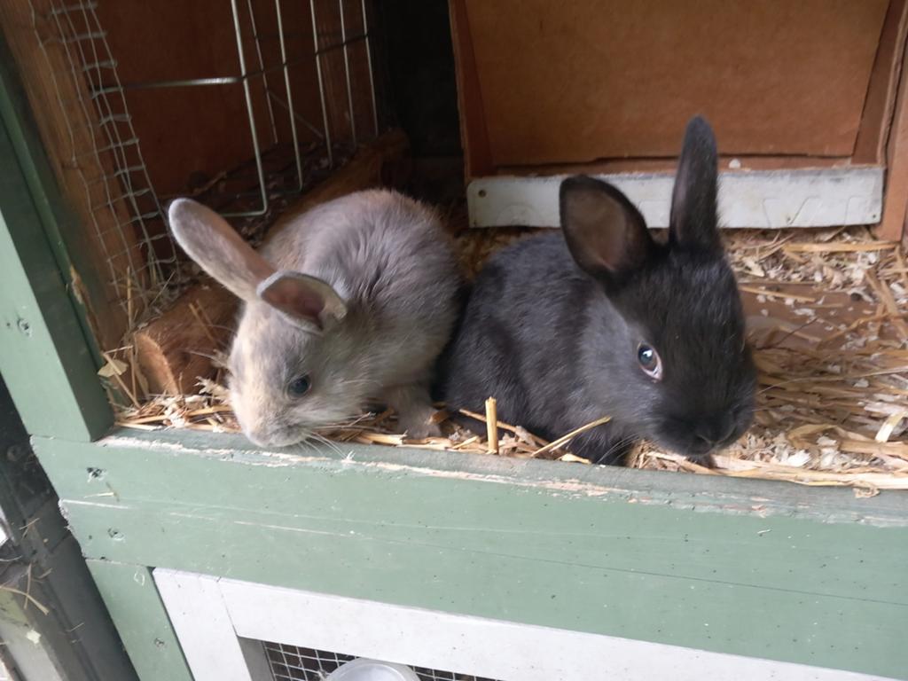 Dwergkonijnen, Plusieurs animaux, Nain