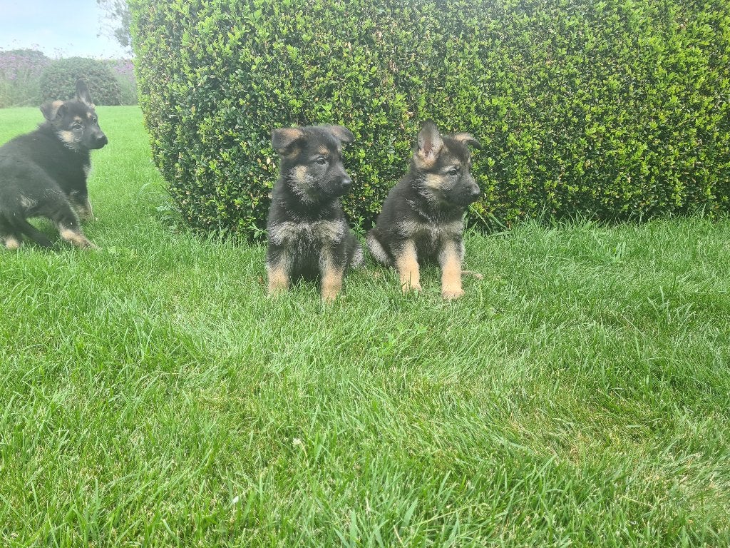 chiots bergers allemands, Maladie de Carré (chiens), Plusieurs, Belgique, Berger