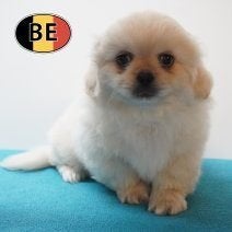 Schattige Pekingees pups te koop (Belgisch), België, Handelaar, CDV (hondenziekte), 8 tot 15 weken
