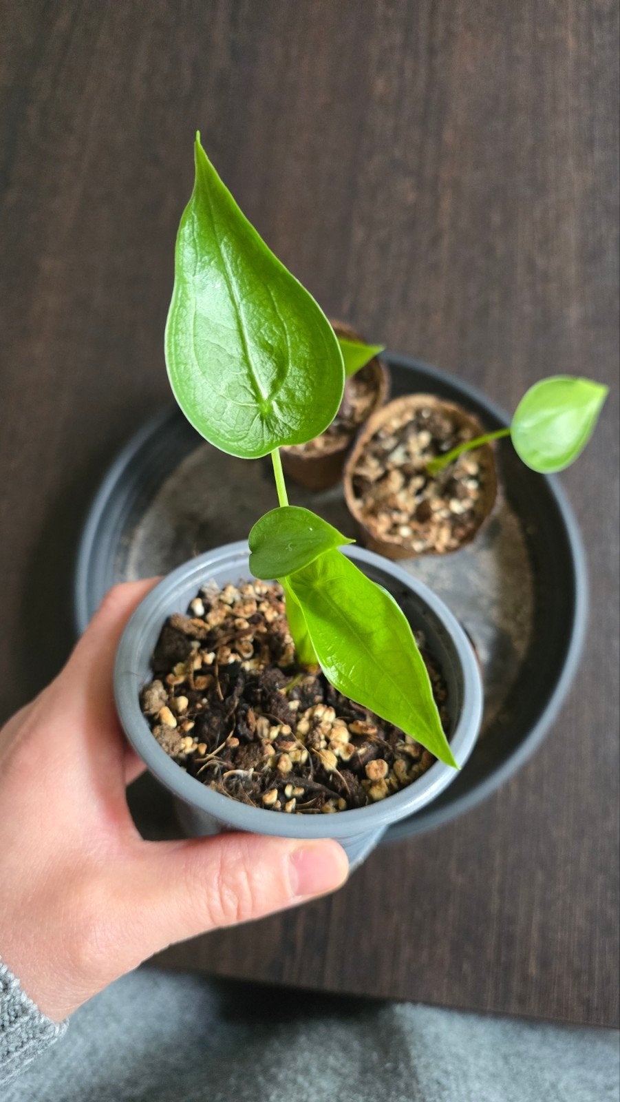 Plantes, Enlèvement