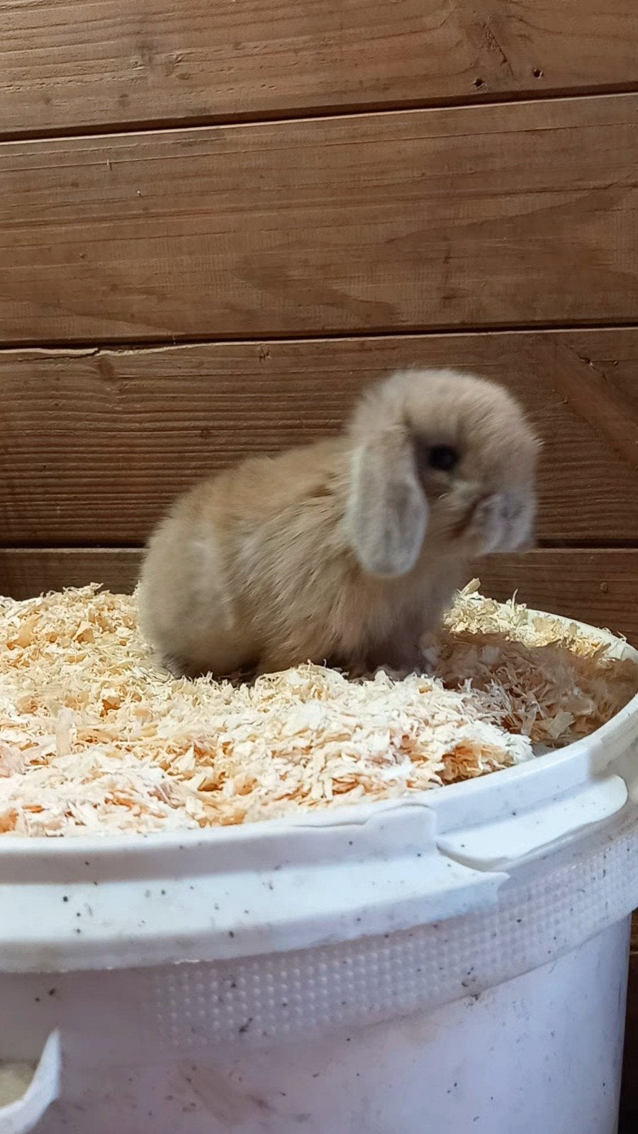 2 zeer mooie minilopjes, Meerdere dieren, Klein, Hangoor, 0 tot 2 jaar