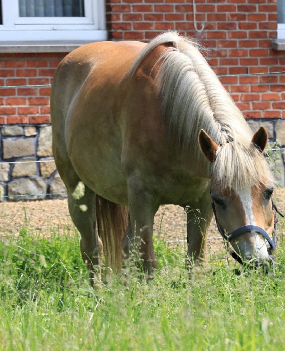 Haflinger ruin, Dieren en Toebehoren, Paarden, Ruin