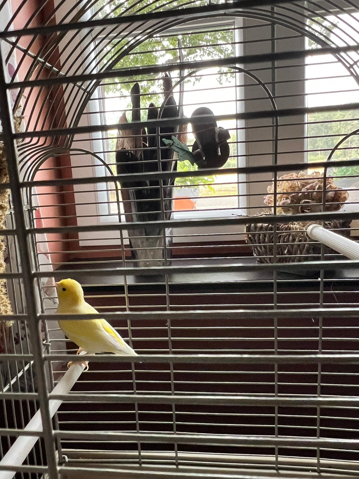 Canari jaune à vendre, Animaux & Accessoires, Mâle, Canari chanteur