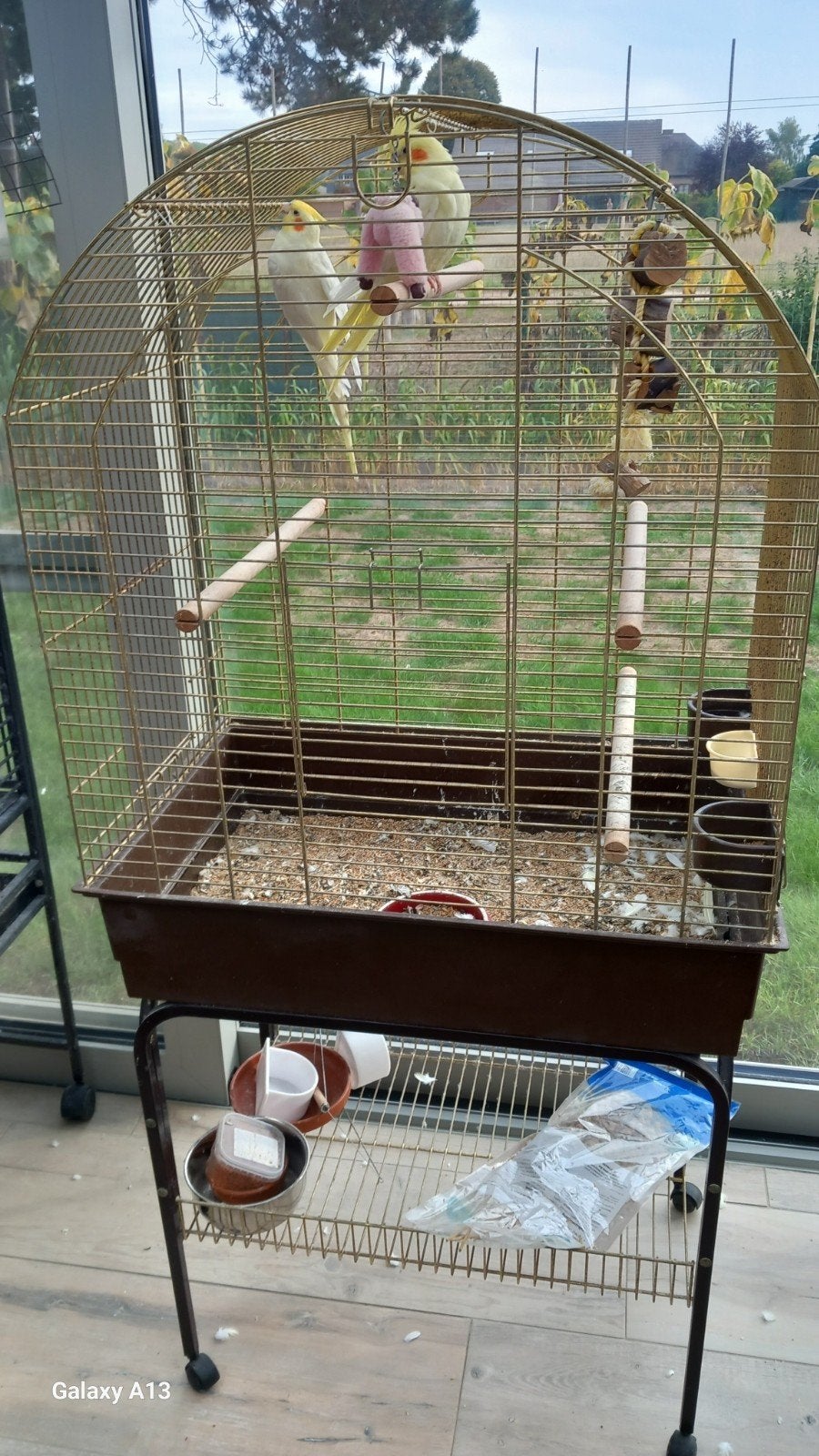 2 witte valkparkieten met kooi., Dieren en Toebehoren, Meerdere dieren, Parkiet, Tam