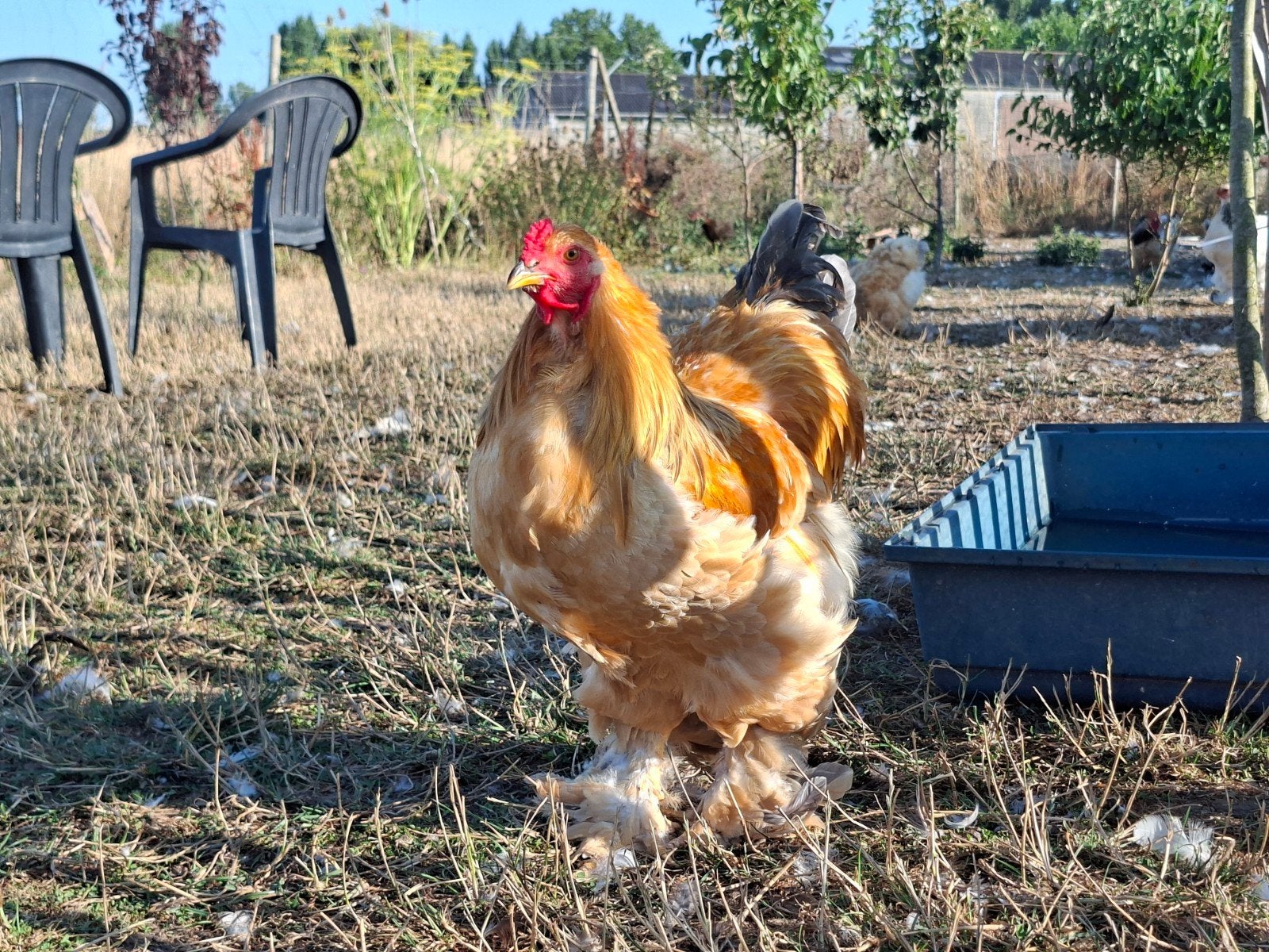 Brahma Haan Colombia Buff, Dieren en Toebehoren, Pluimvee