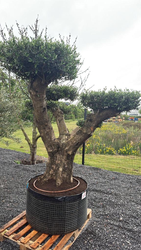 Olijfbomen, Tuin en Terras, Planten | Bomen, Lente, 100 tot 250 cm, Olijfboom, Ophalen