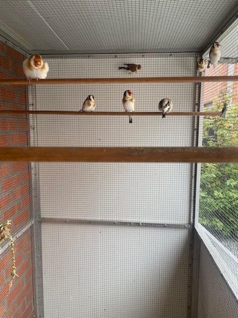 distelvink