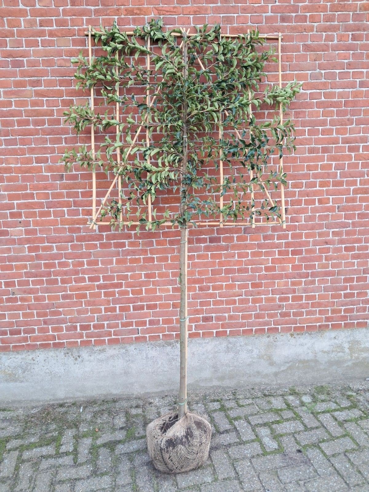 portugese laurier leiboom 8-10 en 10-12 cm stamomtrek, Jardin & Terrasse, Plantes | Arbres, Enlèvement, Espalier