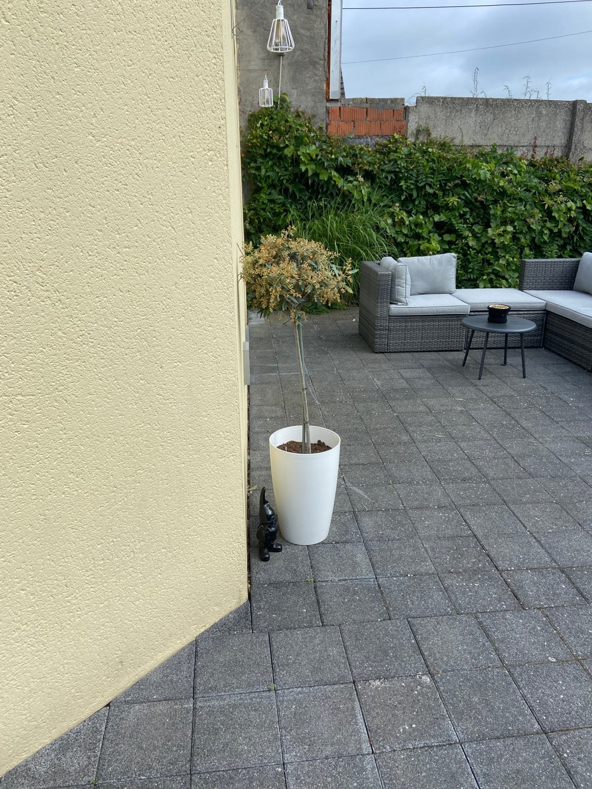 Olijfboomoje in pot, Ophalen, In pot