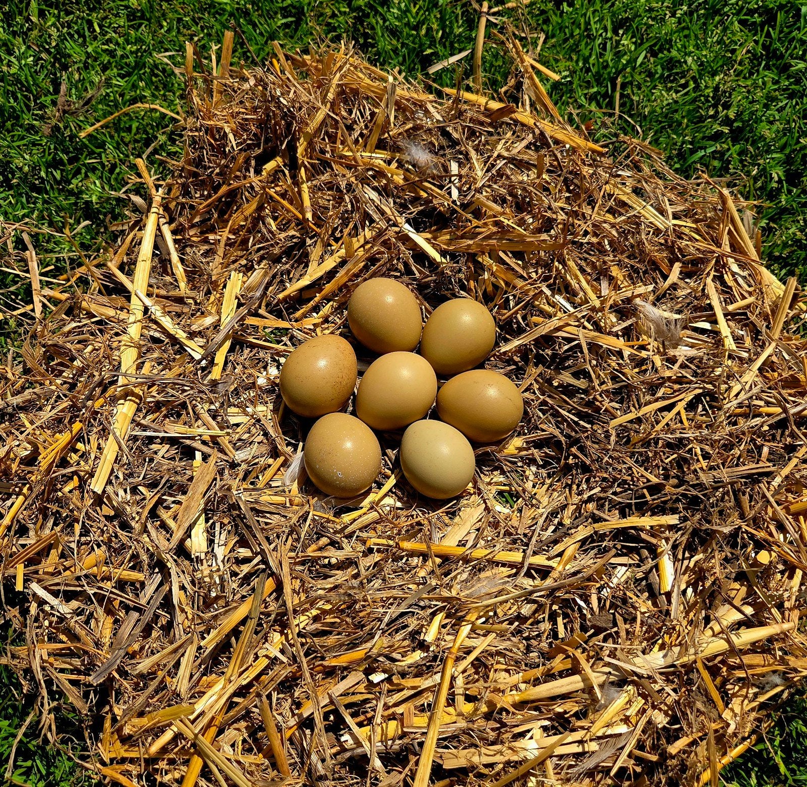 Broedeieren bosfazant, Plusieurs animaux, Autres espèces
