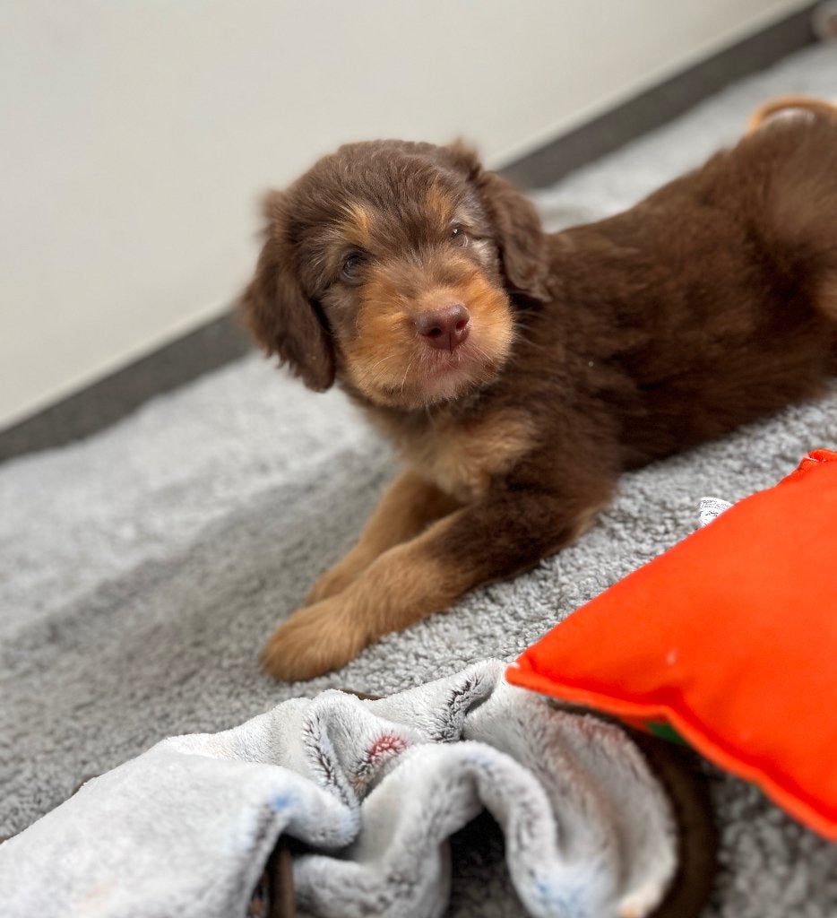 Beaux chiots Doodle moyenne (border collie x caniche), Animaux & Accessoires, Chiens | Chihuahuas & Chiens de compagnie, Caniche