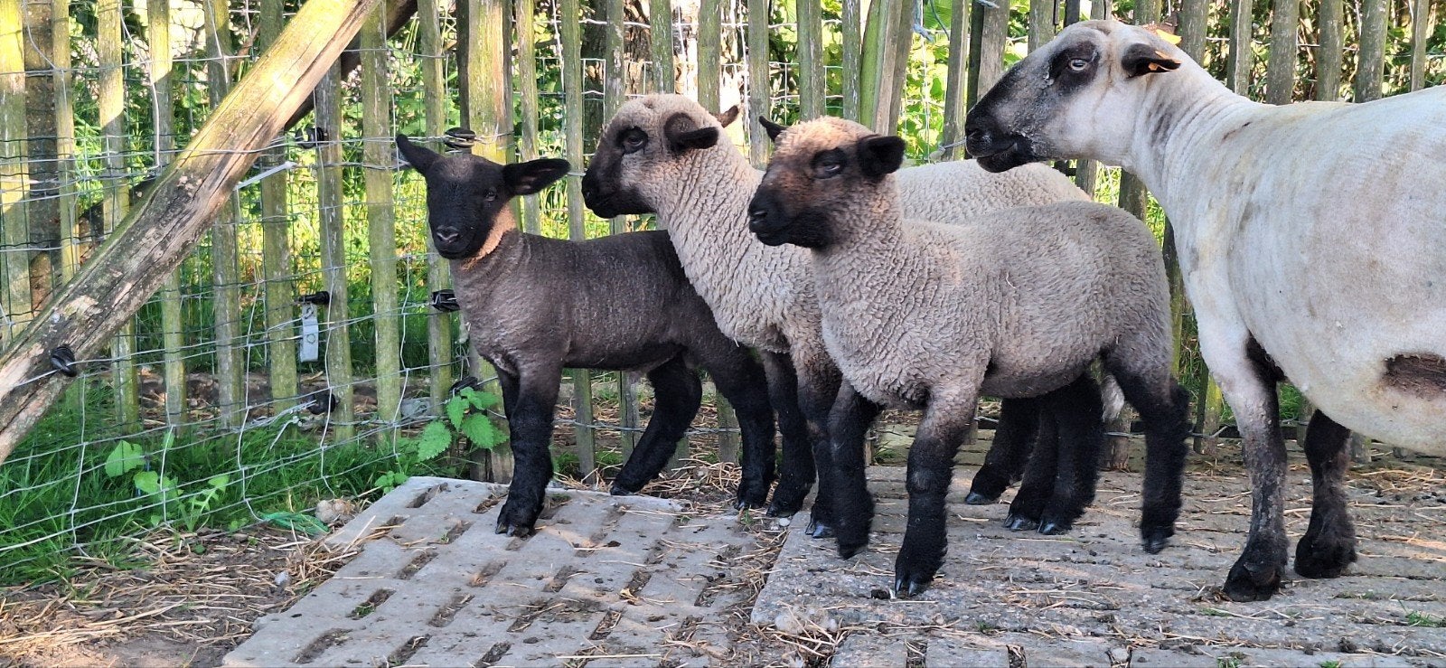 Hampshire down ramlammeren, Animaux & Accessoires, Moutons, Chèvres & Cochons