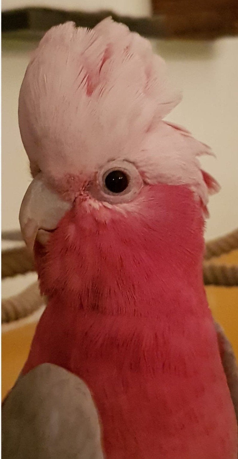 rose kaketoe, Dieren en Toebehoren