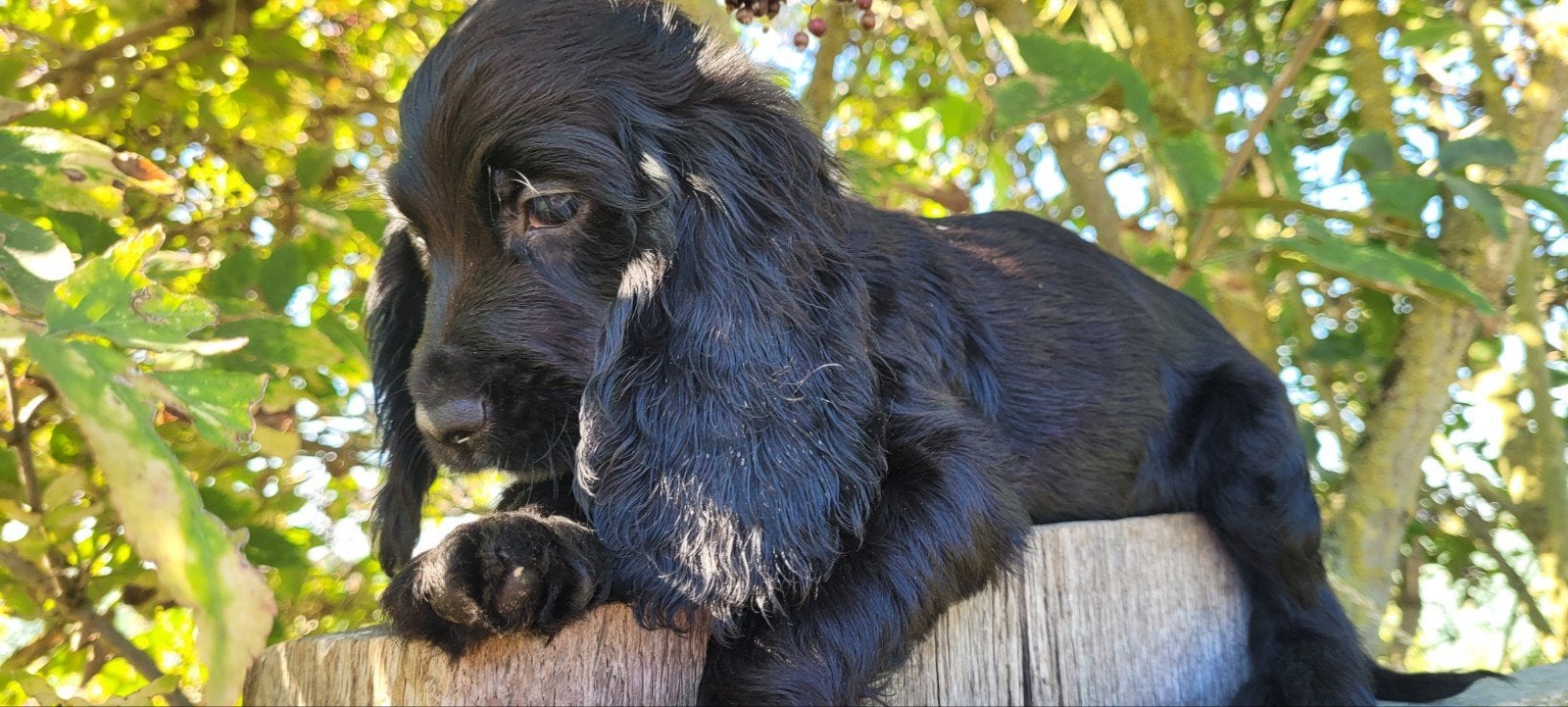 Engelse cocker pups teefje leeft in huis ouder HD ED DNA ok, Maladie de Carré (chiens), Chienne, Belgique, Plusieurs