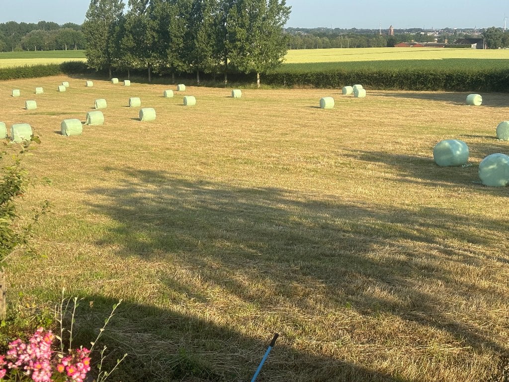 balles de foin frais, Enlèvement, Bétail