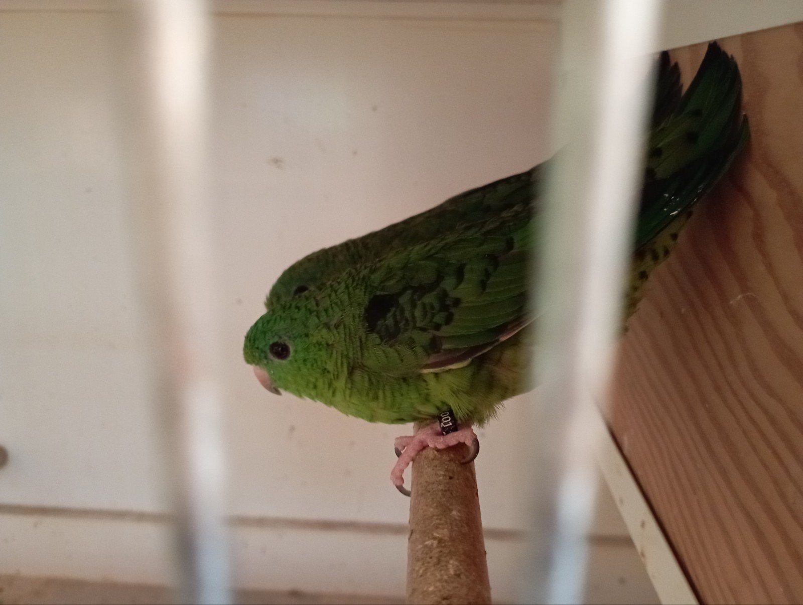 Catharina parkieten koppel van 2025., Plusieurs animaux, Perruche, Bagué