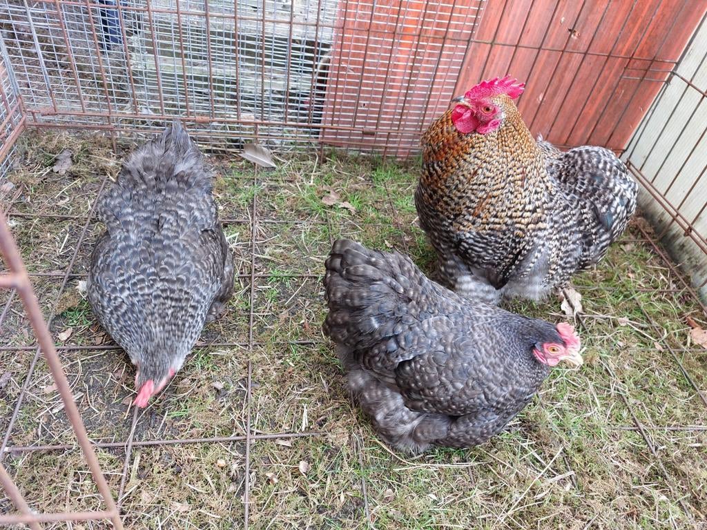 Mooi trio cochin krielen 2025 koekoeks kleuren, Dieren en Toebehoren