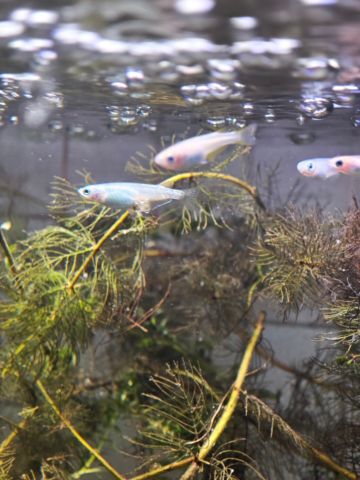 Albino Medaka (Japanse Rijstvis) – mooi groepje (6-10 stuks), Dieren en Toebehoren, Vissen | Aquariumvissen