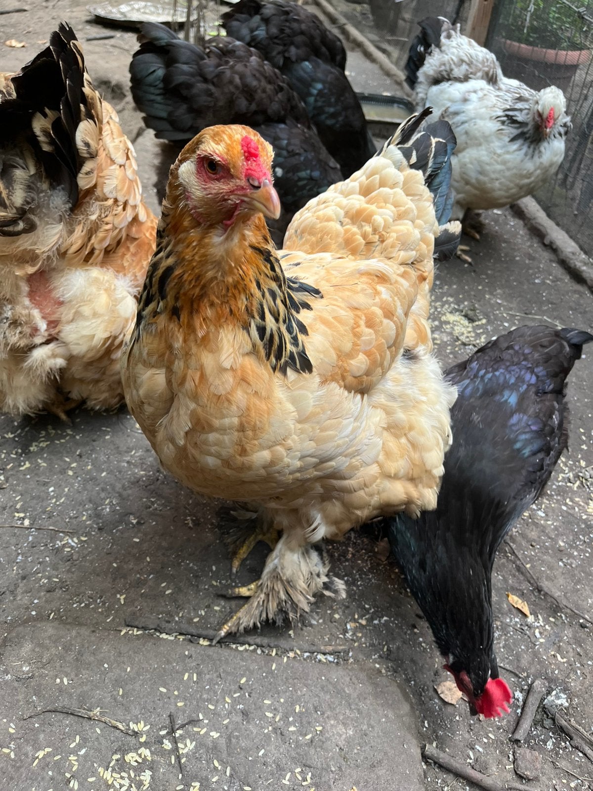 Brahma kippen te koop moet vandaag weg!, Dieren en Toebehoren, Pluimvee, Kip