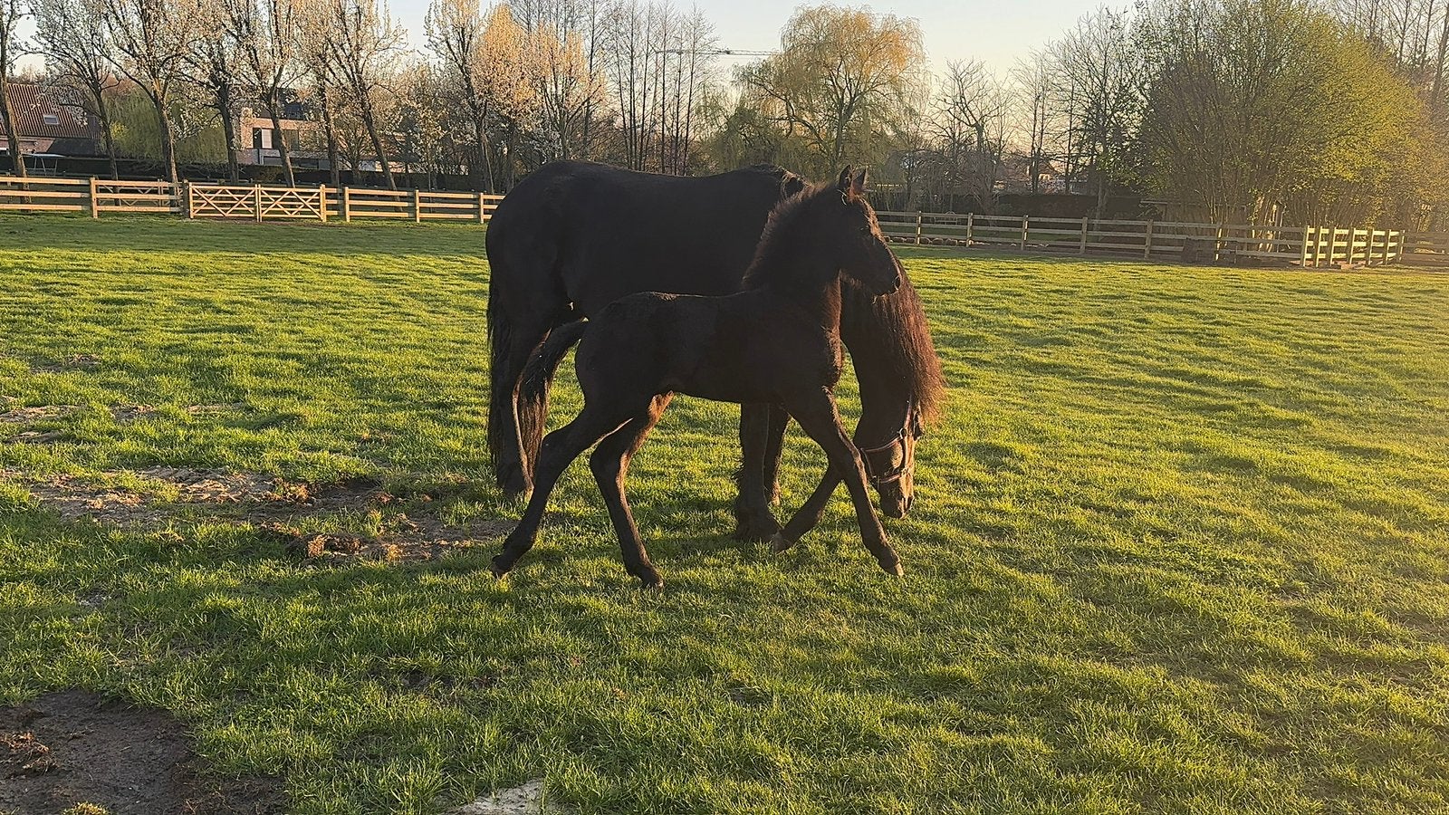 Fries Veulen te koop Kees 531AAA, Dieren en Toebehoren, Hengst, Met stamboom, 0 tot 2 jaar