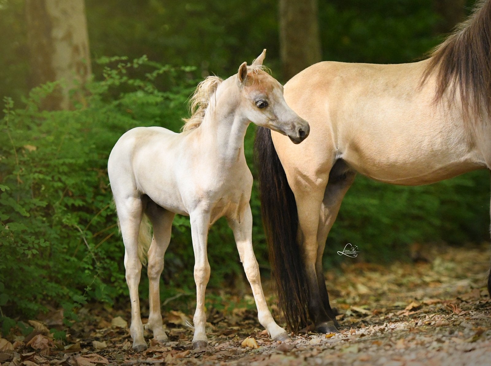 Prachtig palomino amha amhr nmprs hengstje, Dieren en Toebehoren