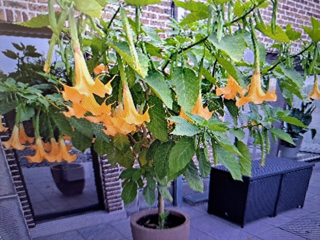 Brugmansia, Ophalen, Zomer, Vaste plant, Overige soorten