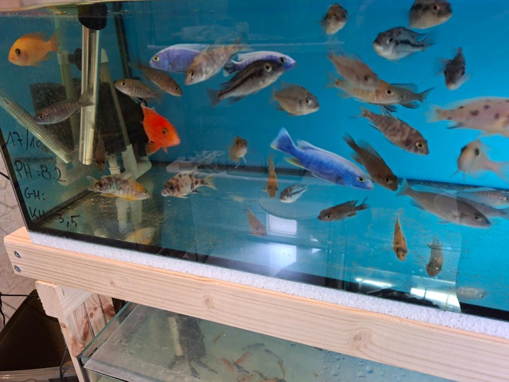 Cichlides malawi sciaenochromis frery ice berg