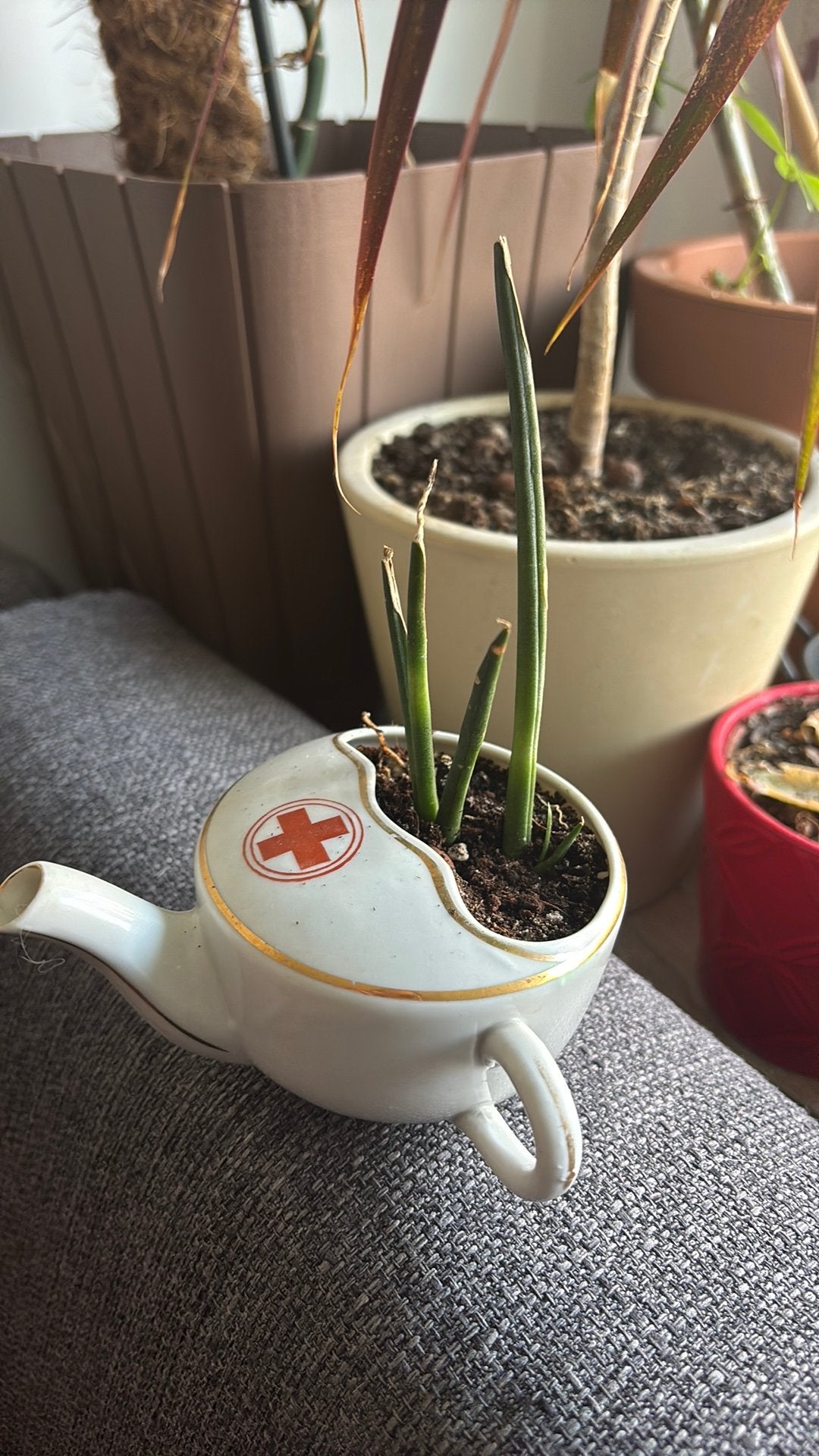Succulent with mini kettle pot, Enlèvement