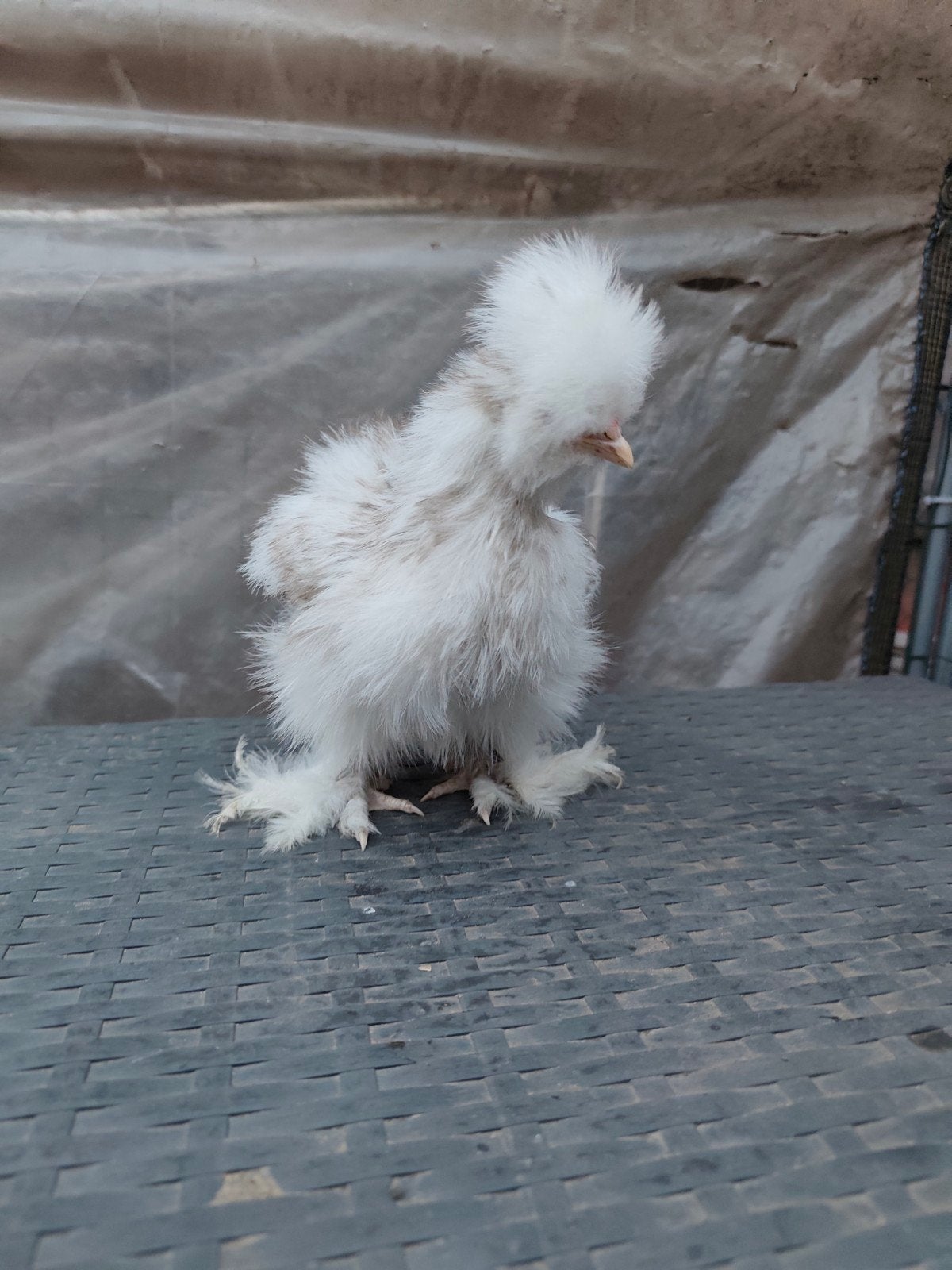 Usa zijdehoen hennen, Dieren en Toebehoren, Vrouwelijk, Kip